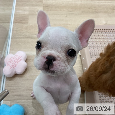 福岡県のフレンチブルドッグ (ペットプラス 八幡東店/2026年7月23日生まれ/男の子/クリーム)の子犬の4枚目の画像