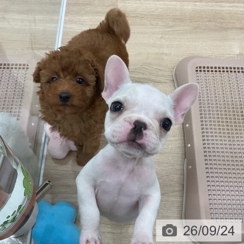 福岡県のフレンチブルドッグ (ペットプラス 八幡東店/2026年7月23日生まれ/男の子/クリーム)の子犬の3枚目の画像