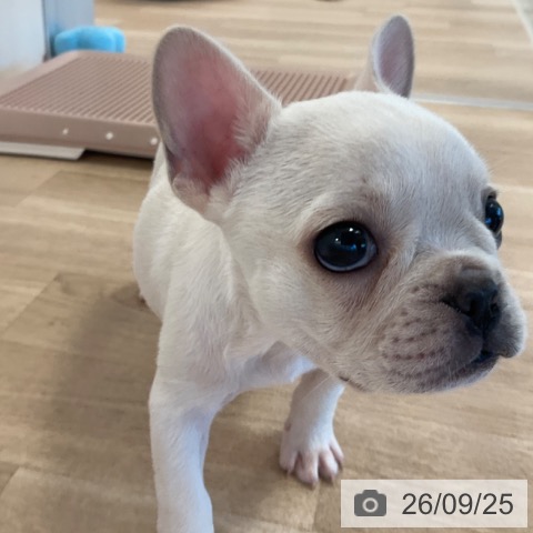 福岡県のフレンチブルドッグ (ペットプラス ららぽーと福岡店/2026年7月23日生まれ/男の子/クリーム)の子犬の4枚目の画像