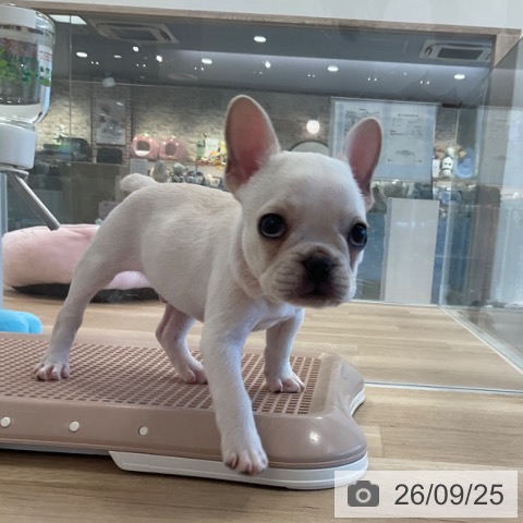 福岡県のフレンチブルドッグ (ペットプラス ららぽーと福岡店/2026年7月23日生まれ/男の子/クリーム)の子犬の3枚目の画像
