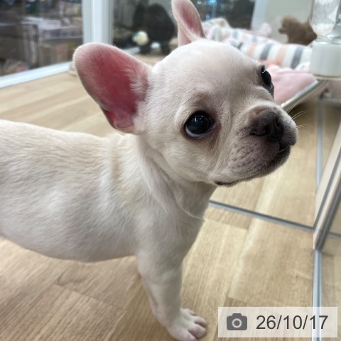 福岡県のフレンチブルドッグ (ペットプラス 福岡店/2026年7月23日生まれ/男の子/クリーム)の子犬の3枚目の画像