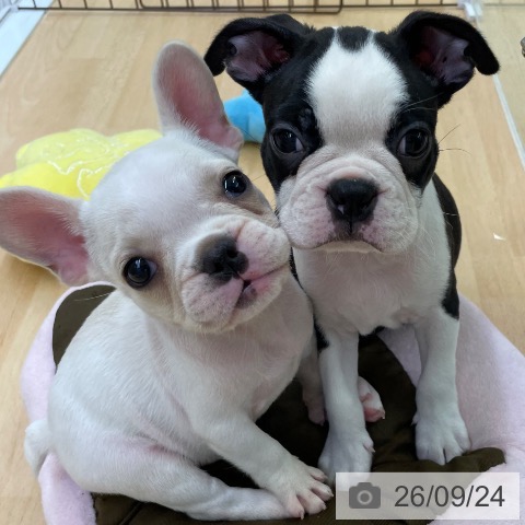 福岡県のフレンチブルドッグ (ペットプラス 福岡店/2026年7月23日生まれ/女の子/クリーム)の子犬の4枚目の画像