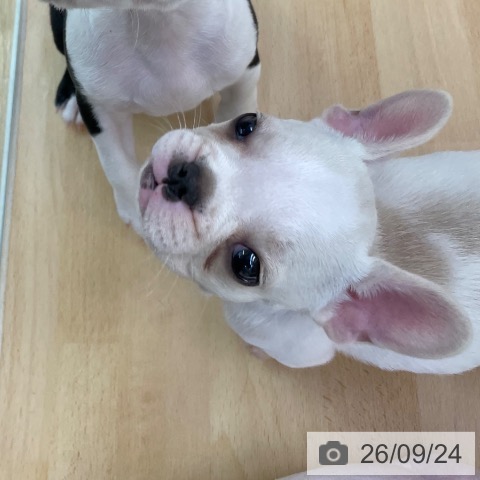 福岡県のフレンチブルドッグ (ペットプラス 福岡店/2026年7月23日生まれ/女の子/クリーム)の子犬の3枚目の画像