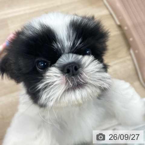 福岡県のシーズー (ペットプラス 八幡東店/2026年7月23日生まれ/男の子/ゴールドホワイト)の子犬の3枚目の画像