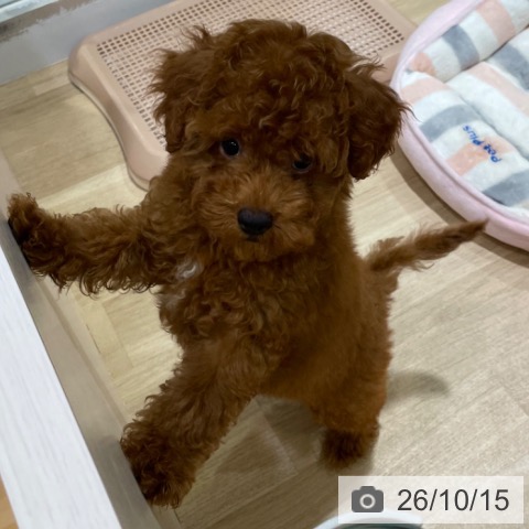 福岡県のトイプードル(トイ) (ペットプラス 小倉南店/2026年7月23日生まれ/女の子/レッド)の子犬の4枚目の画像