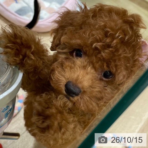 福岡県のトイプードル(トイ) (ペットプラス 小倉南店/2026年7月23日生まれ/女の子/レッド)の子犬の3枚目の画像
