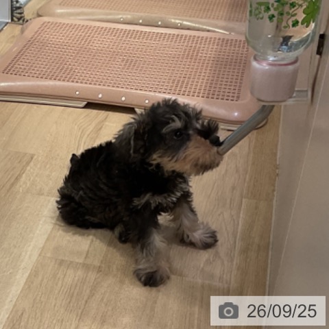 福岡県のミニチュアシュナウザー (ペットプラス 小倉南店/2026年7月22日生まれ/男の子/ソルトペッパー)の子犬の3枚目の画像