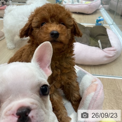 福岡県のトイプードル(トイ) (ペットプラス 八幡東店/2026年7月21日生まれ/女の子/レッド)の子犬の4枚目の画像