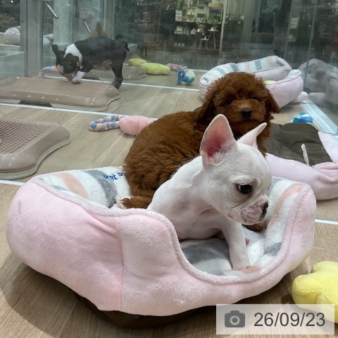 福岡県のトイプードル(トイ) (ペットプラス 八幡東店/2026年7月21日生まれ/女の子/レッド)の子犬の3枚目の画像