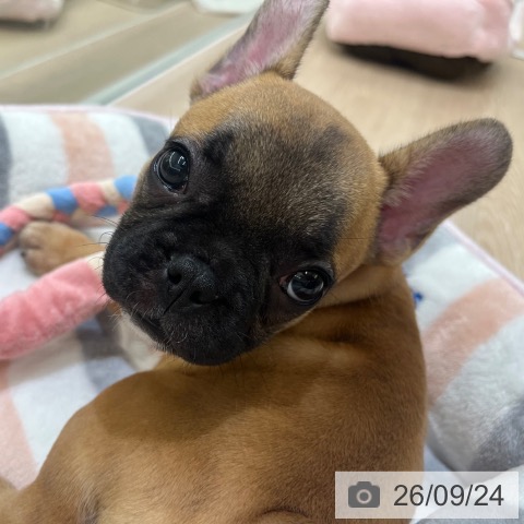 フレンチ・ブルドッグの写真