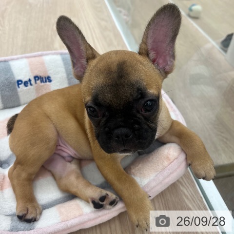 京都府のフレンチブルドッグ (ペットプラス 京都桂川店/2026年7月23日生まれ/男の子/フォーン)の子犬の3枚目の画像