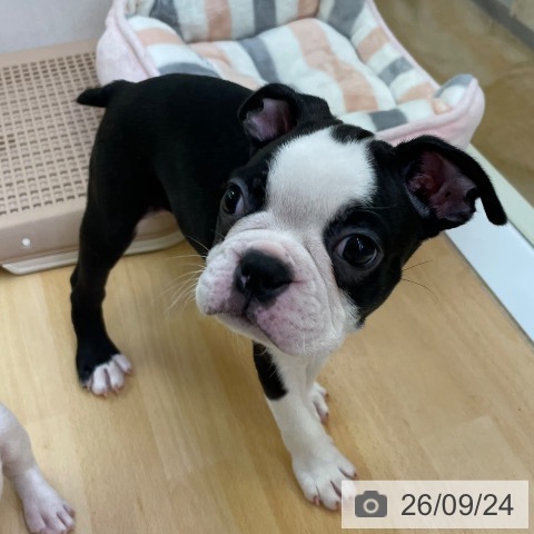 福岡県のボストンテリア (ペットプラス 福岡店/2026年7月20日生まれ/男の子/ボストンカラー)の子犬の4枚目の画像