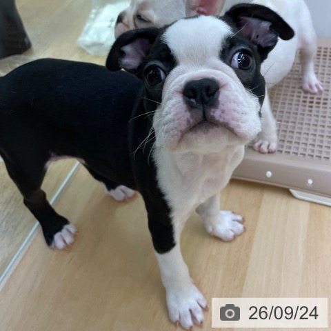 福岡県のボストンテリア (ペットプラス 福岡店/2026年7月20日生まれ/男の子/ボストンカラー)の子犬の3枚目の画像