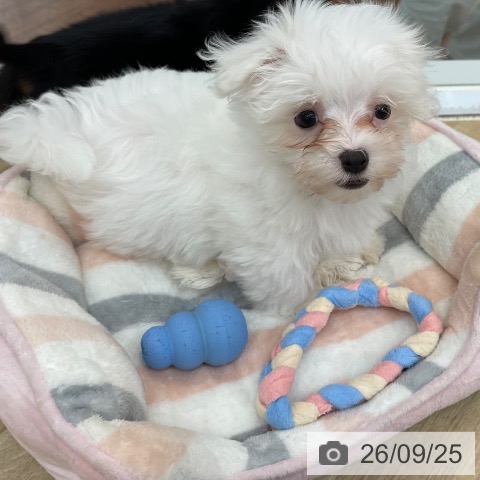京都府のマルチーズ (ペットプラス 久御山店/2026年7月20日生まれ/男の子/ホワイト)の子犬の4枚目の画像