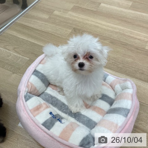 京都府のマルチーズ (ペットプラス 久御山店/2026年7月20日生まれ/男の子/ホワイト)の子犬の3枚目の画像