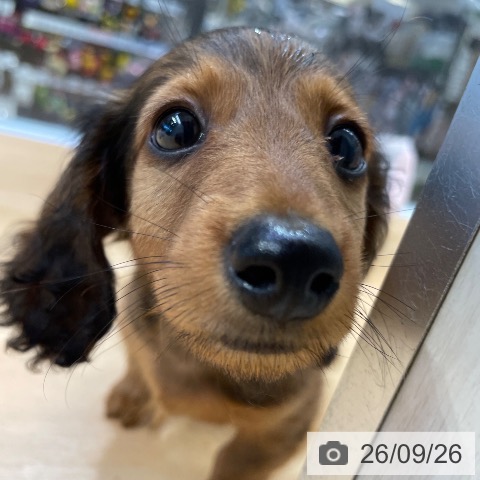 福岡県のカニンヘンダックスフンド(ロング) (ペットプラス MARK IS 福岡ももち店/2026年7月20日生まれ/男の子/レッド)の子犬の4枚目の画像