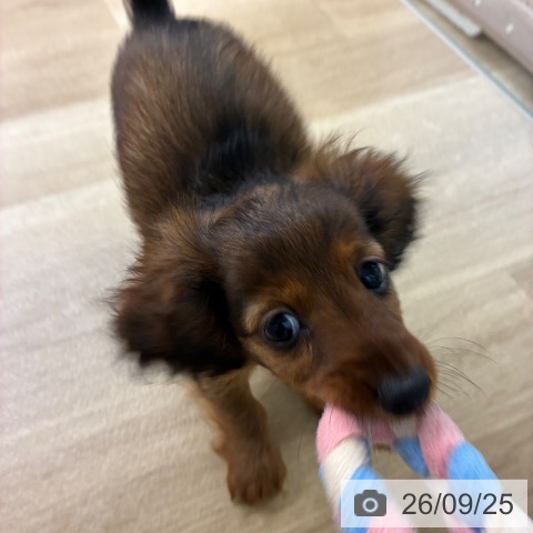 宮崎県のカニンヘンダックスフンド(ロング) (ペットプラス 宮崎店/2026年7月20日生まれ/女の子/レッド)の子犬の3枚目の画像