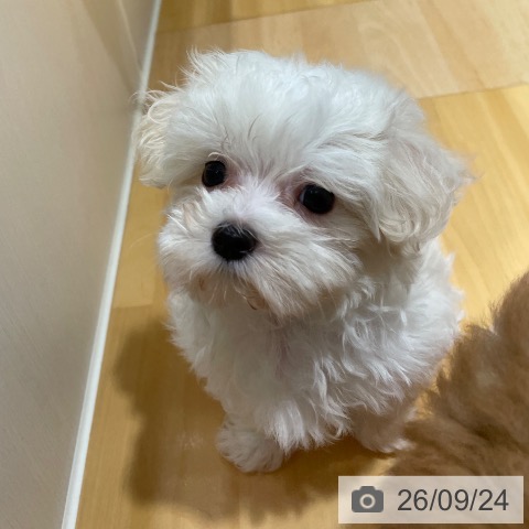 奈良県のマルチーズ (ペットプラス 大和郡山店/2026年7月20日生まれ/男の子/ホワイト)の子犬の4枚目の画像