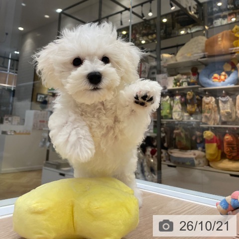 大阪府のビションフリーゼ (ペットプラス ららぽーと和泉店/2026年7月24日生まれ/女の子/ホワイト)の子犬の4枚目の画像