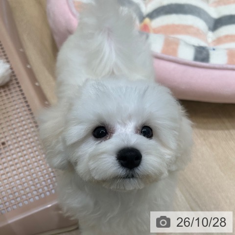 大阪府のビションフリーゼ (ペットプラス 堺北花田店/2026年7月24日生まれ/女の子/ホワイト)の子犬の4枚目の画像