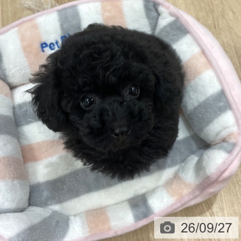 福岡県のトイプードル(トイ) (ペットプラス 八幡東店/2026年7月22日生まれ/男の子/ブラック)の子犬の4枚目の画像