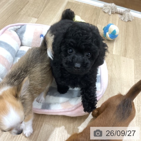 福岡県のトイプードル(トイ) (ペットプラス 八幡東店/2026年7月22日生まれ/男の子/ブラック)の子犬の3枚目の画像