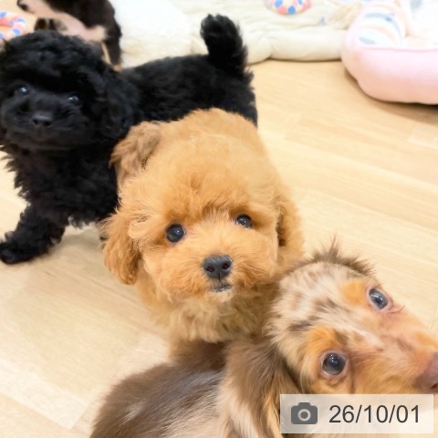 福岡県のトイプードル(トイ) (ペットプラス 八幡東店/2026年7月22日生まれ/男の子/ブラック)の子犬の4枚目の画像