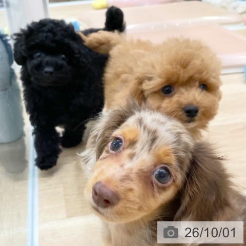 福岡県のトイプードル(トイ) (ペットプラス 八幡東店/2026年7月22日生まれ/男の子/ブラック)の子犬の3枚目の画像