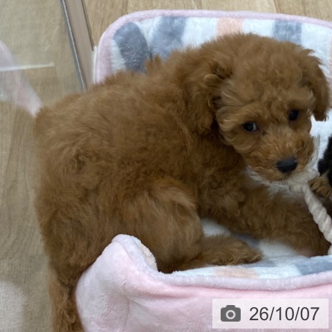 大阪府のトイプードル(トイ) (ペットプラス 鶴見店/2026年7月24日生まれ/男の子/アプリコット)の子犬の3枚目の画像