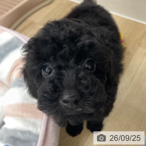 福岡県のトイプードル(トイ) (ペットプラス 春日店/2026年7月24日生まれ/男の子/ブラック)の子犬の4枚目の画像