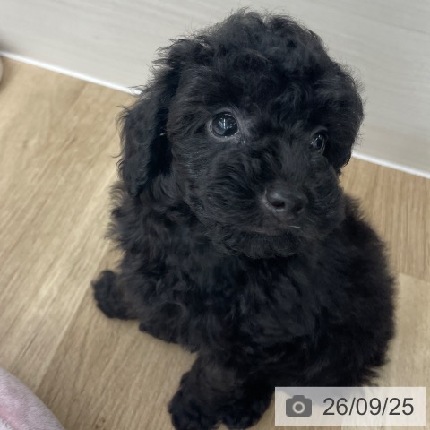 福岡県のトイプードル(トイ) (ペットプラス 春日店/2026年7月24日生まれ/男の子/ブラック)の子犬の3枚目の画像