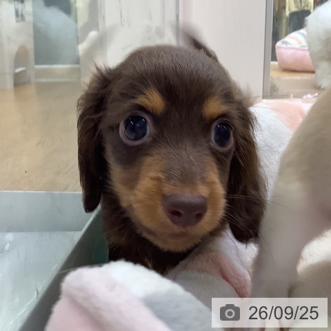 福岡県のカニンヘンダックスフンド(ロング) (ペットプラス 福岡店/2026年7月24日生まれ/男の子/チョコレートタン)の子犬の3枚目の画像