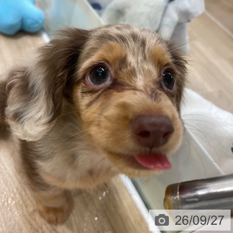 福岡県のカニンヘンダックスフンド(ロング) (ペットプラス 八幡東店/2026年7月23日生まれ/男の子/チョコレートダップル)の子犬の4枚目の画像