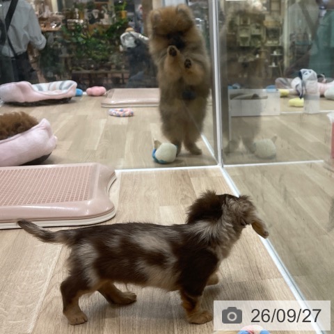 福岡県のカニンヘンダックスフンド(ロング) (ペットプラス 八幡東店/2026年7月23日生まれ/男の子/チョコレートダップル)の子犬の3枚目の画像