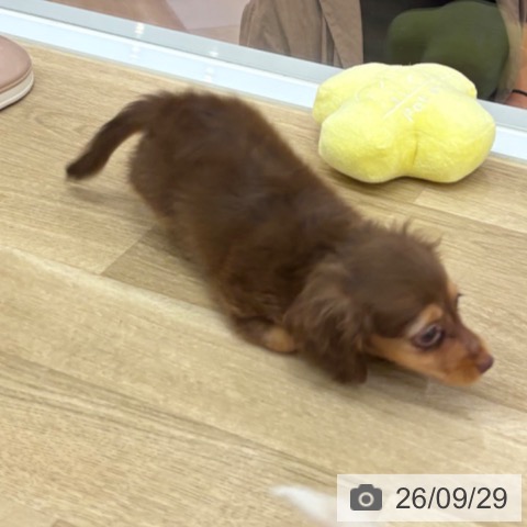 宮崎県のカニンヘンダックスフンド(ロング) (ペットプラス 宮崎店/2026年7月23日生まれ/女の子/チョコレートタン)の子犬の4枚目の画像