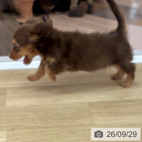 宮崎県のカニンヘンダックスフンド(ロング) (ペットプラス 宮崎店/2026年7月23日生まれ/女の子/チョコレートタン)の子犬の3枚目の画像