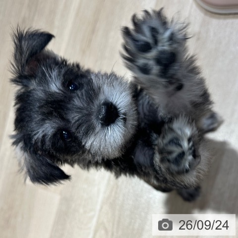 ミニチュア・シュナウザーの写真