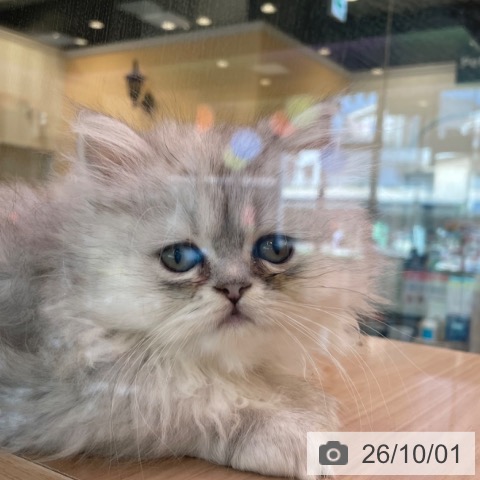 福岡県のペルシャ (ペットプラス ららぽーと福岡店/2026年7月24日生まれ/男の子/チンチラシルバー)の子猫の3枚目の画像