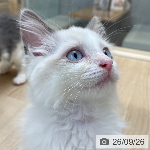 ラグドールの写真