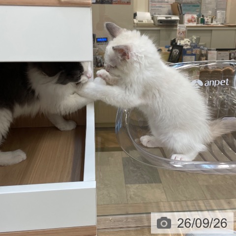 福岡県のラグドール (ペットプラス ららぽーと福岡店/2026年7月15日生まれ/男の子/ブルーポイントバイカラー)の子猫の4枚目の画像