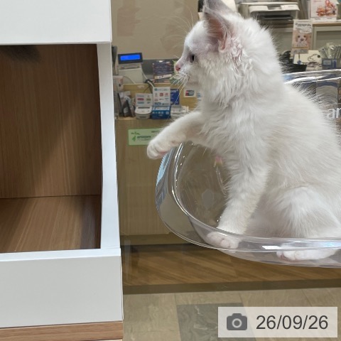 福岡県のラグドール (ペットプラス ららぽーと福岡店/2026年7月15日生まれ/男の子/ブルーポイントバイカラー)の子猫の3枚目の画像