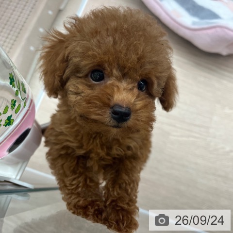 京都府のトイプードル(トイ) (ペットプラス 京都桂川店/2026年7月16日生まれ/男の子/レッド)の子犬の4枚目の画像
