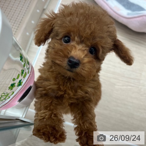 京都府のトイプードル(トイ) (ペットプラス 京都桂川店/2026年7月16日生まれ/男の子/レッド)の子犬の3枚目の画像