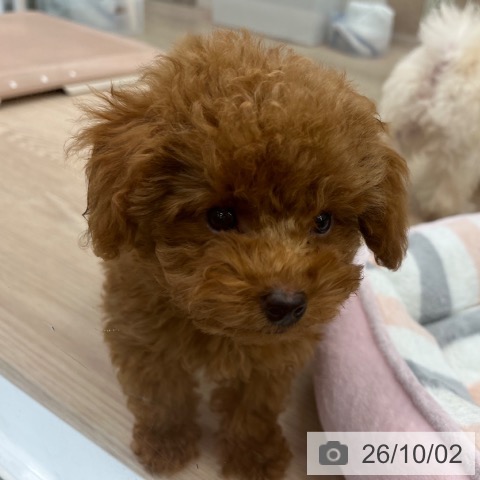 京都府のトイプードル(トイ) (ペットプラス 京都桂川店/2026年7月16日生まれ/男の子/レッド)の子犬の3枚目の画像