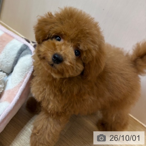 京都府のトイプードル(トイ) (ペットプラス イオンモールKYOTO店/2026年7月23日生まれ/男の子/レッド)の子犬の3枚目の画像