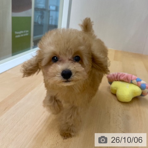 福岡県のトイプードル(トイ) (ペットプラス 福岡店/2026年7月24日生まれ/男の子/アプリコット)の子犬の4枚目の画像