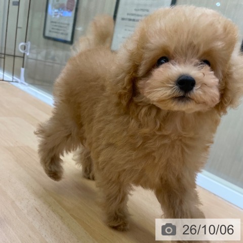 福岡県のトイプードル(トイ) (ペットプラス 福岡店/2026年7月24日生まれ/男の子/アプリコット)の子犬の3枚目の画像