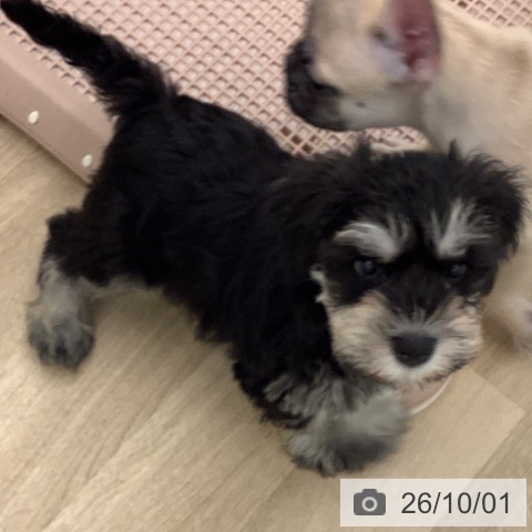 ミニチュア・シュナウザーの写真