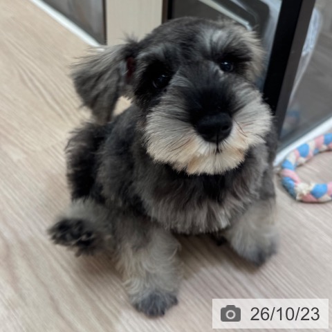 大阪府のミニチュアシュナウザー (ペットプラス 大阪ドームシティ店/2026年7月29日生まれ/女の子/ソルトペッパー)の子犬の4枚目の画像