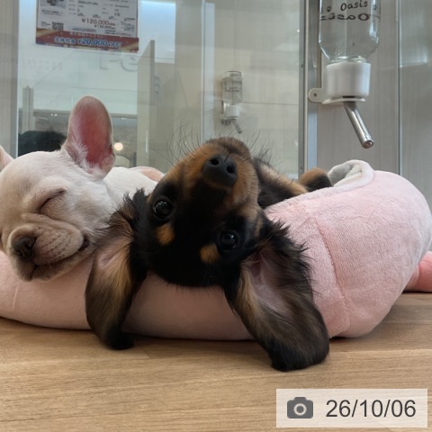 ミニチュア・ダックスフンドの写真